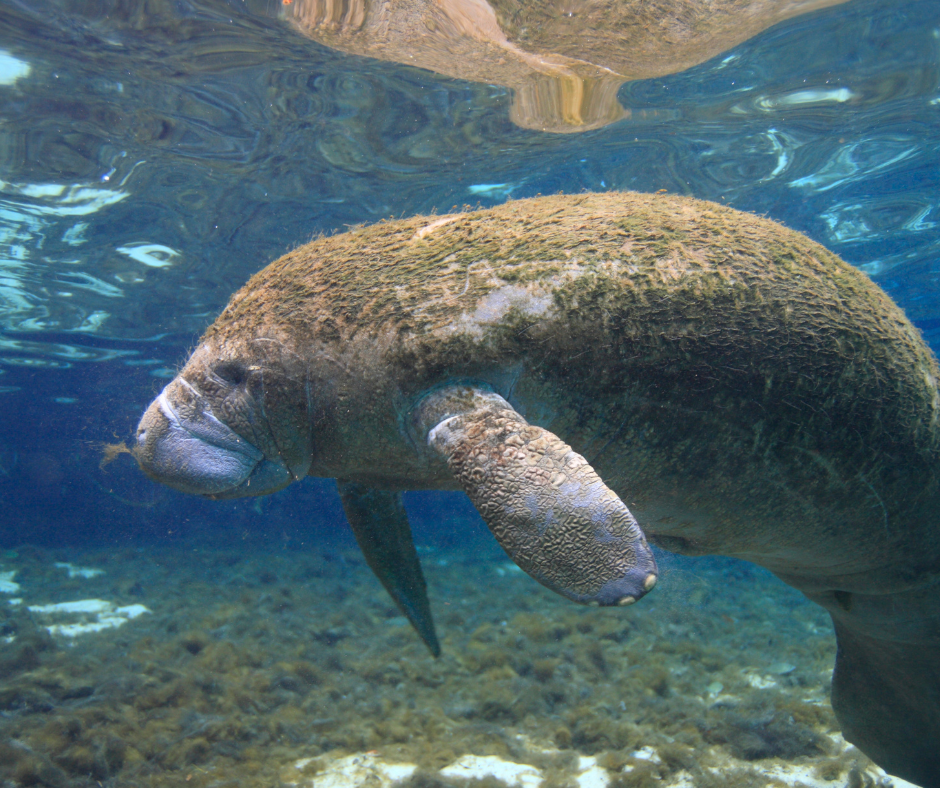 Hope in the Water: The Lagoon’s "Silent Recovery" and the 2026 Manatee Comeback