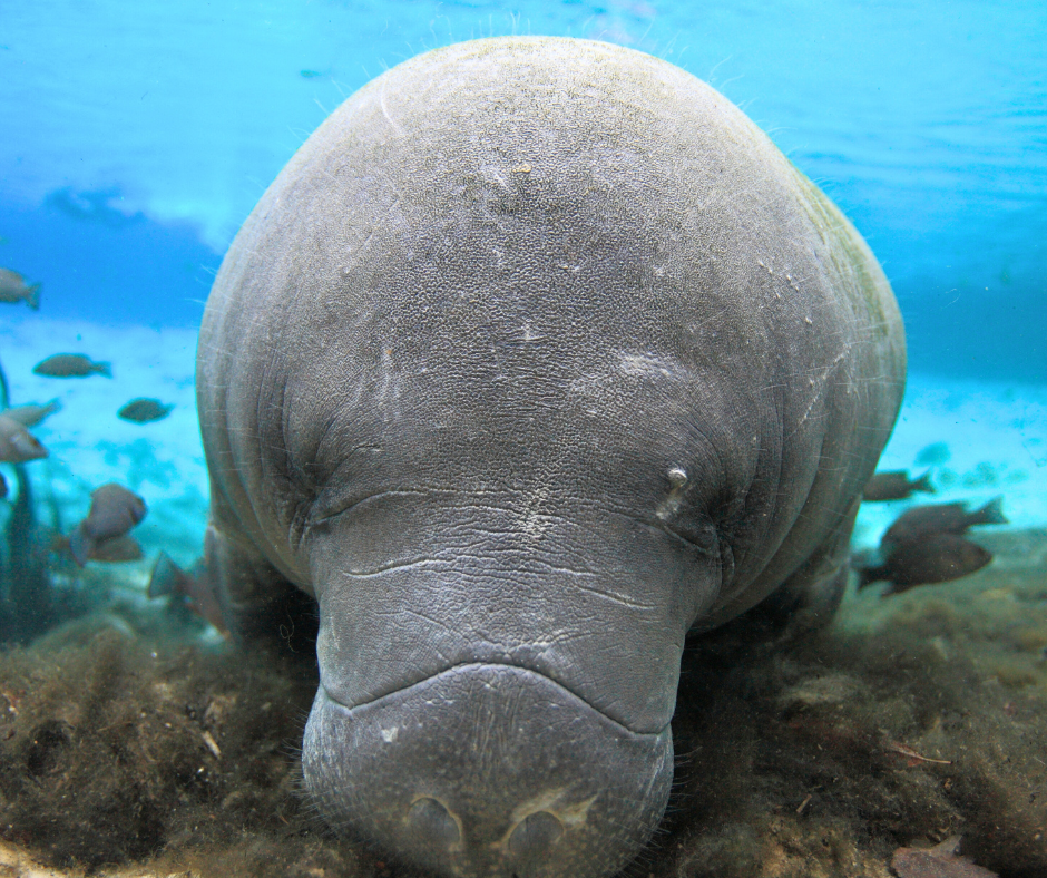 The February Freeze: How the Coldest Temps in 16 Years Just Impacted the Indian River Lagoon