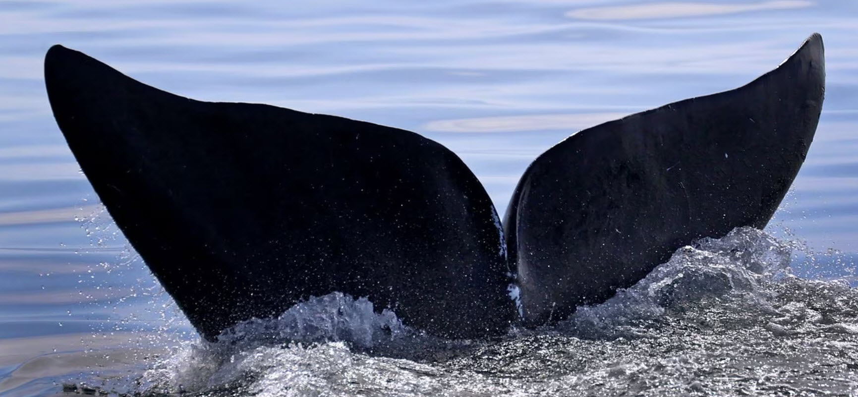 A (Right) Whale of a story