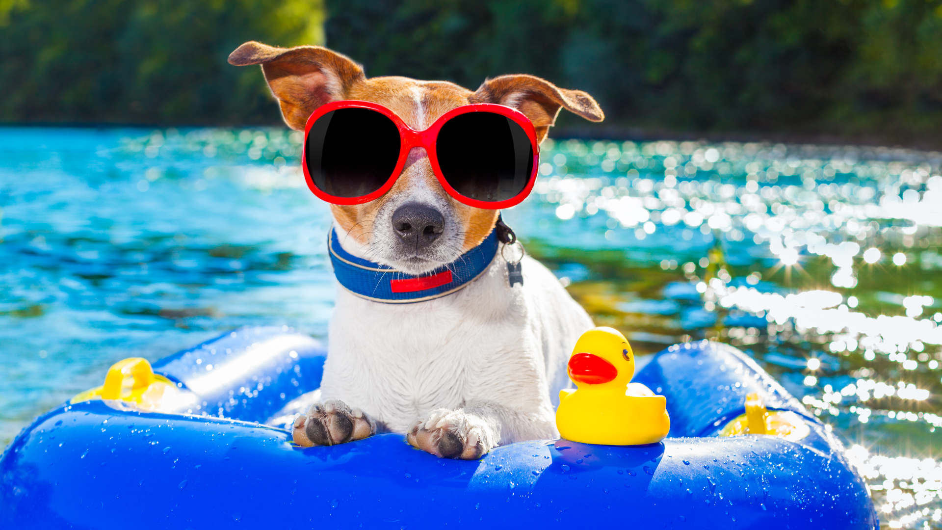 5 Fun Summer Activities for Your Dogs!