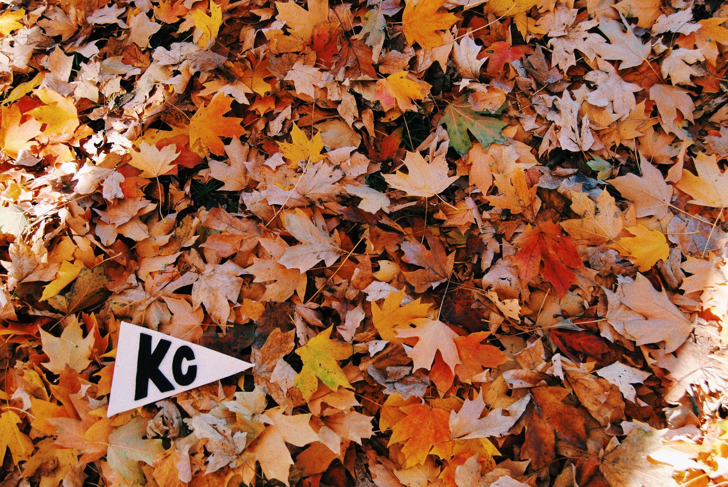 FALL in love with KC this season