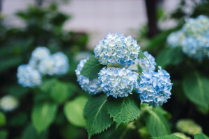 No-Fuss Plants for Your Yard 