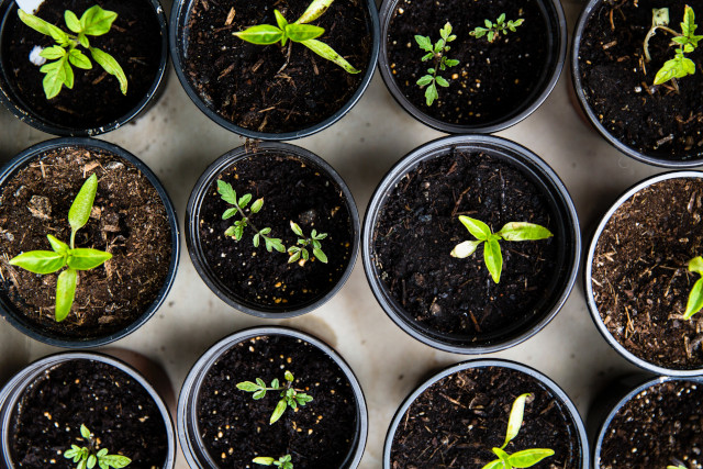 Home Garden Trends for 2023 