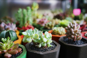 Winter Gardening Indoors 