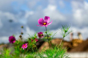 Trends in Landscaping 