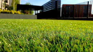 Take Care of Your Lawn the Natural Way 