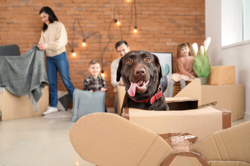 Make Moving With Pets Stress-Free