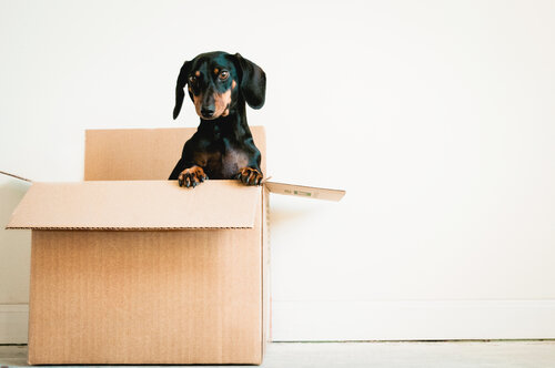 Are Millennials Buying Homes For Their Dogs?