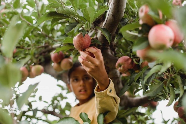 A girl on a tree is picking an apple – one of the must bucket list activities for families