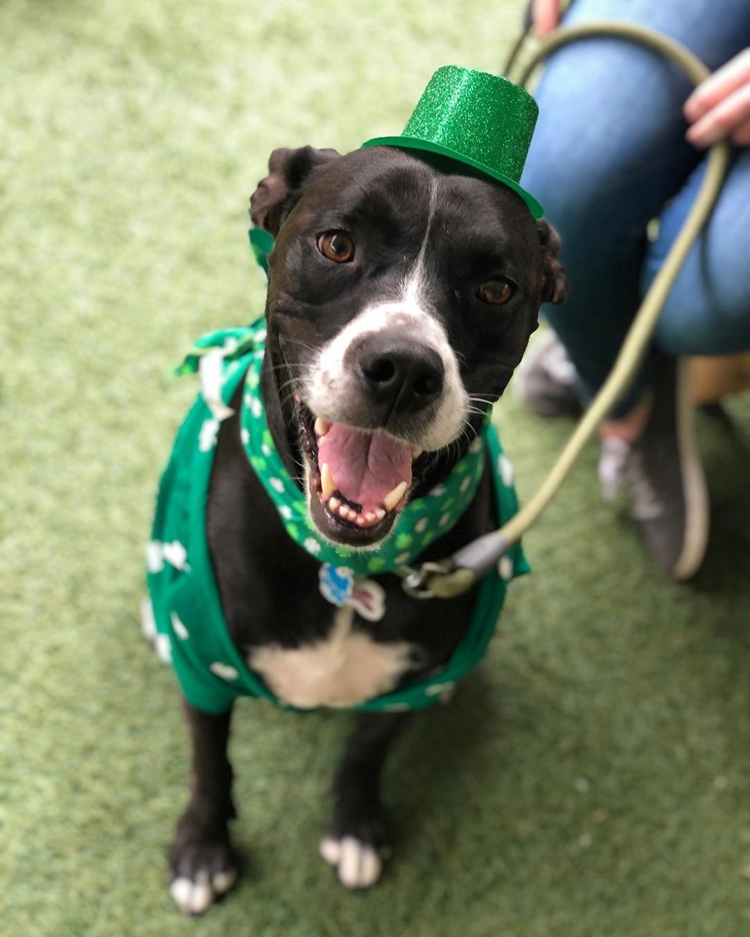 St. Patrick's Day in Jacksonville