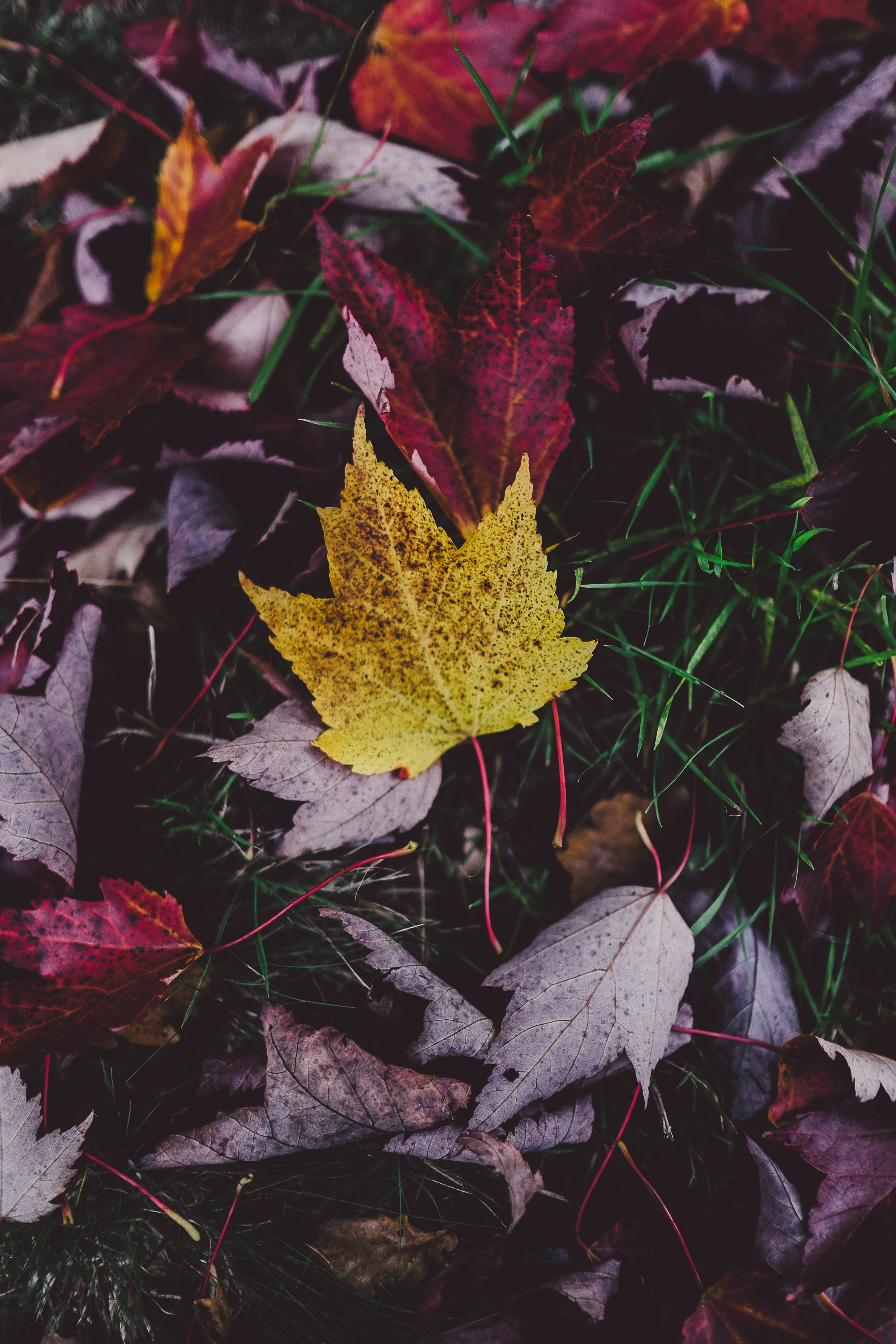Transition from Summer to Fall