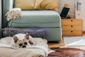 Making Your Home Safe for Pets 