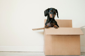Pet-Friendly Home Improvements