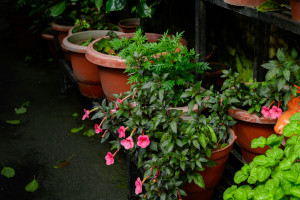 Landscape For Spring in Simple Steps