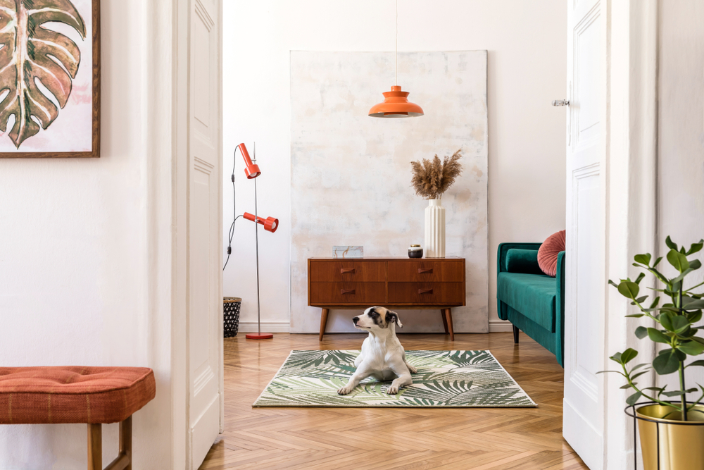 a dog in the living room