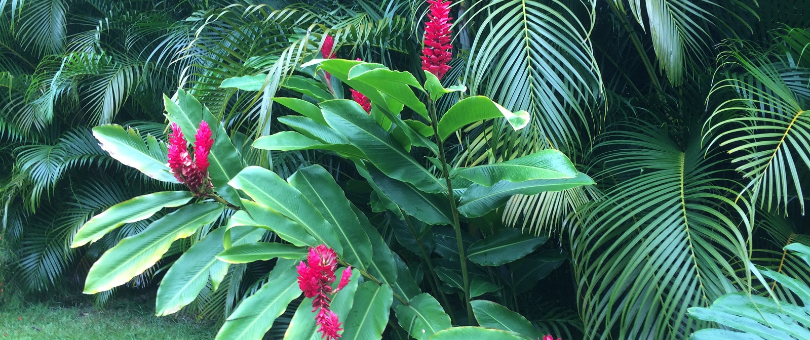 Red Ginger Flowers on Hawaii Real Estate