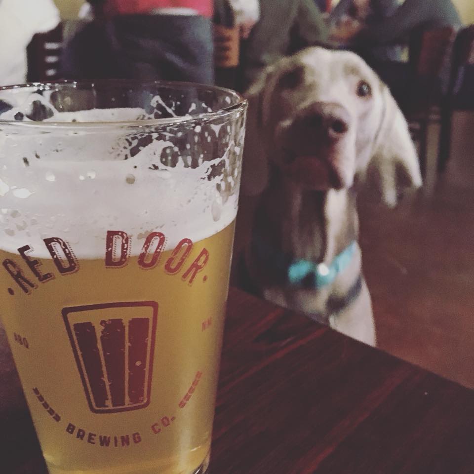 Dog at Red Door Brewery | A Dog's Guide to Burque