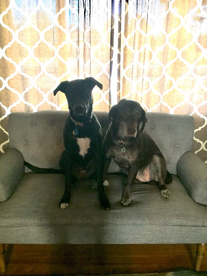 Dogs run around UNM North Golf Course