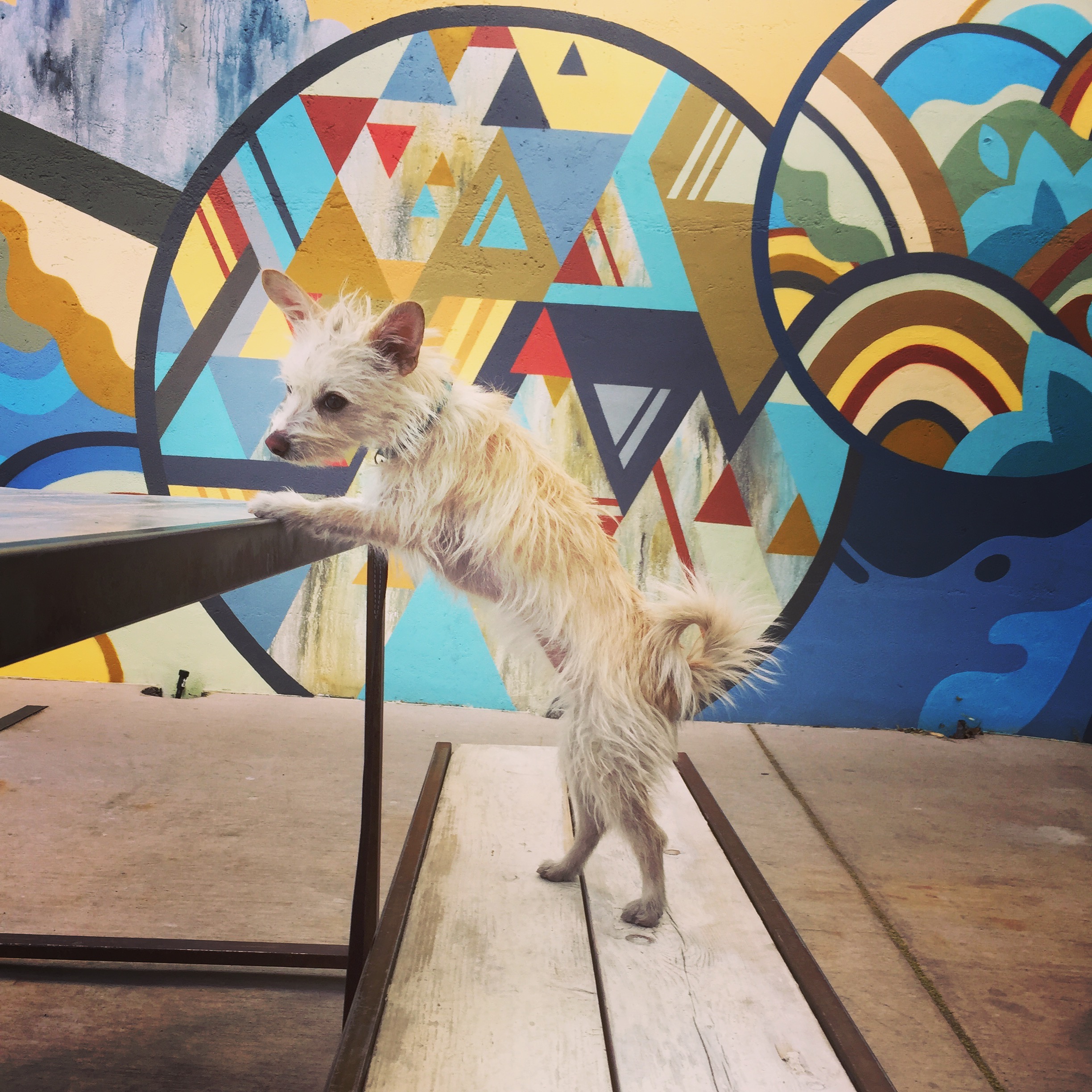 Dog's Love Sidetrack and Zendo