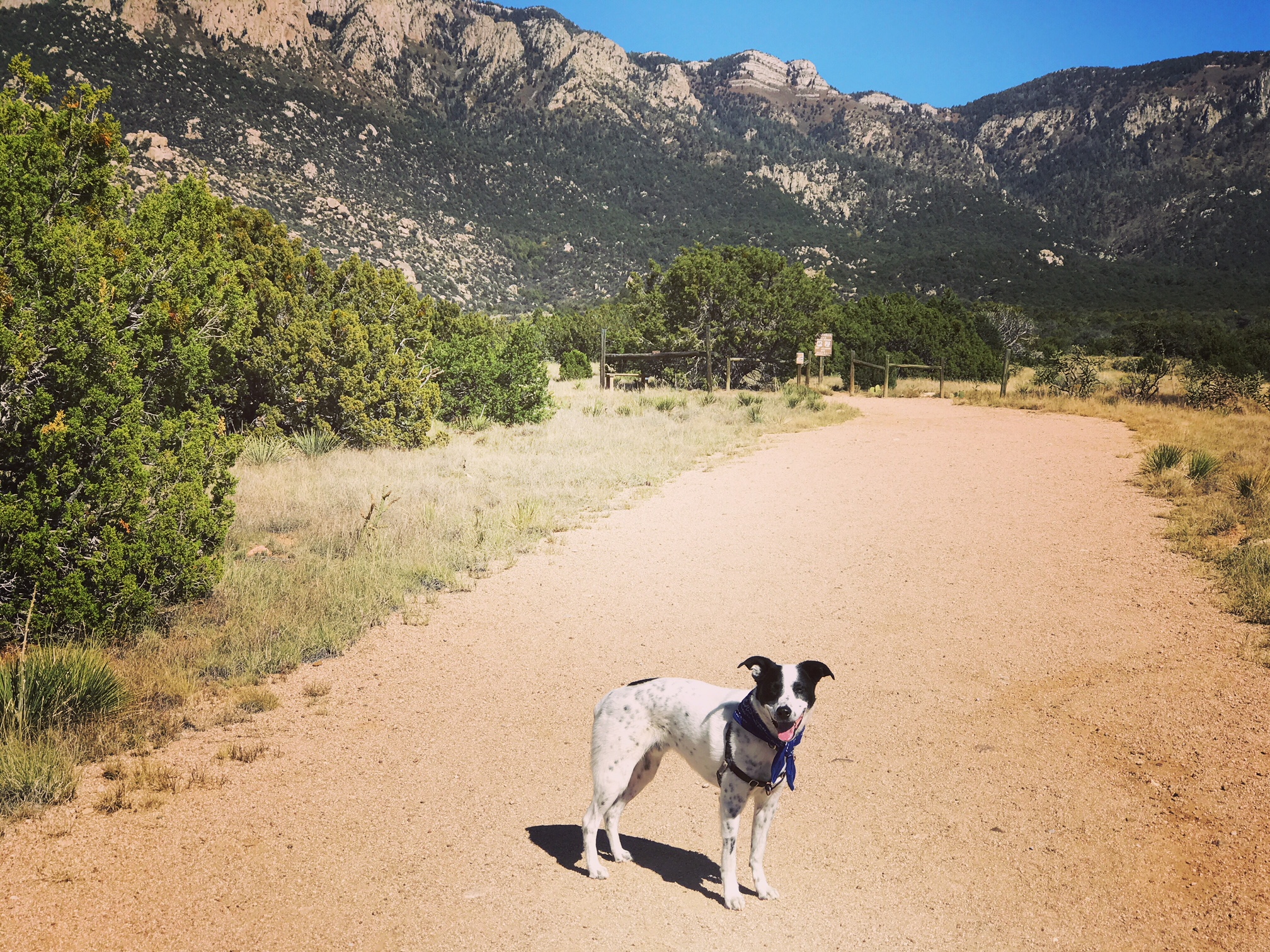 dog friendly Sandia Mountain Foothills
