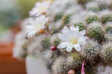 Ten Tips for Saving Water in the Garden