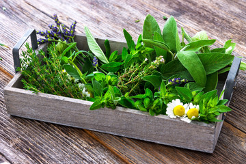 Save Money With Your Edible Garden