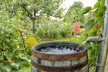 Water-Saving Irrigation Strategies