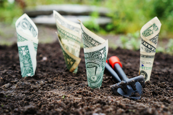 Dollar Bills Rolled up in the Soil in a Garden