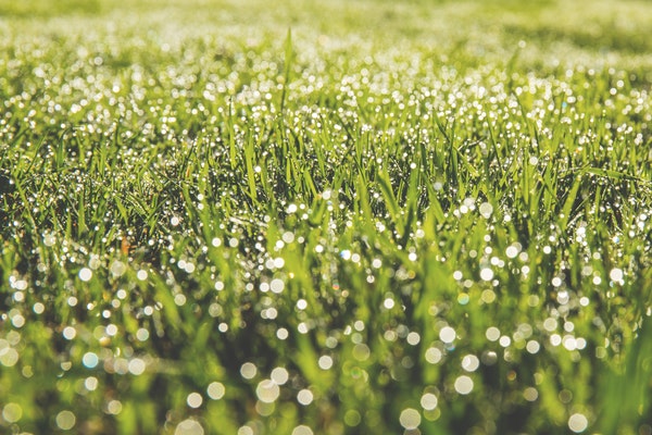 Green lawn covered in dew