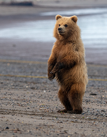 Ensuring Compliance & Efficiency in Alaska's REO Occupancy Management
