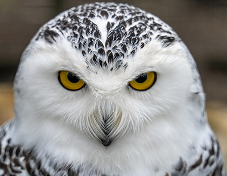 Vendor Coordination Owl
