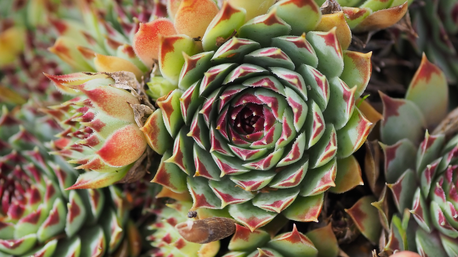 native drought tolerant plants reno tahoe area