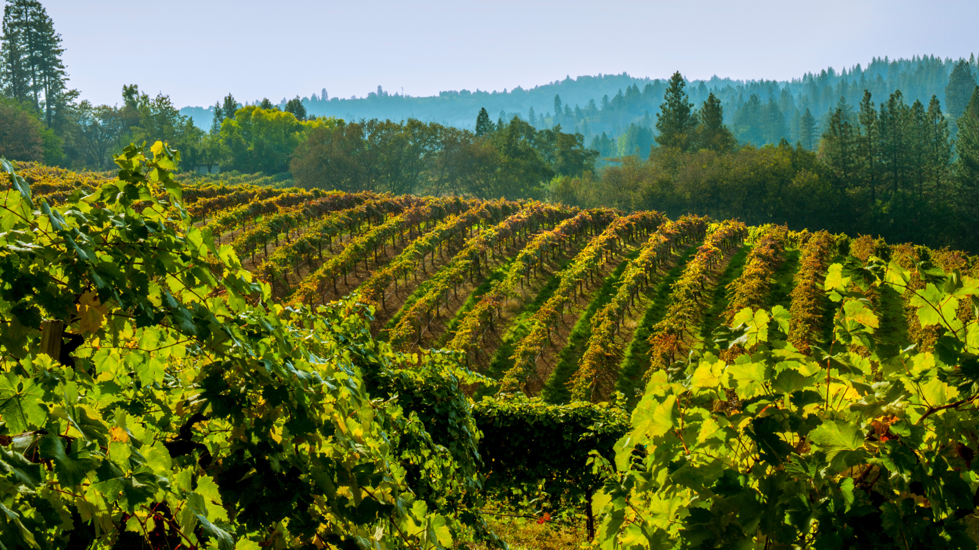 A beautiful vineyard featuring vibrant green vines, ideal for exploring during a Reno road trip.