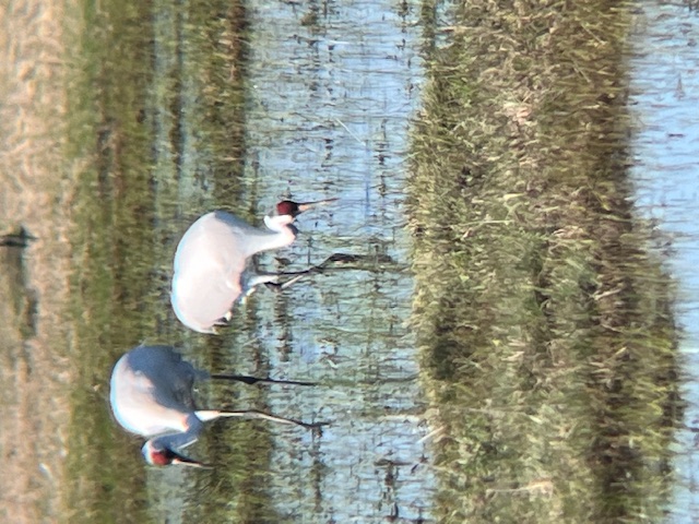 Whooping Cranes on Goose Island