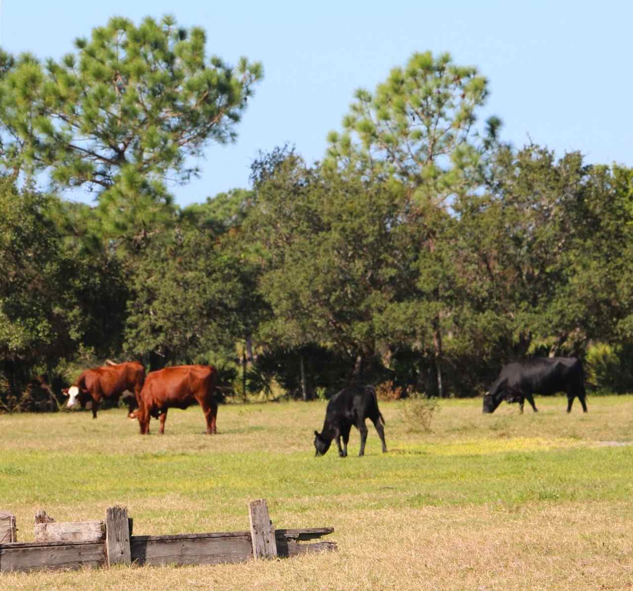 Tm Ranch Florida Best Ranch Properties around Jupiter FL