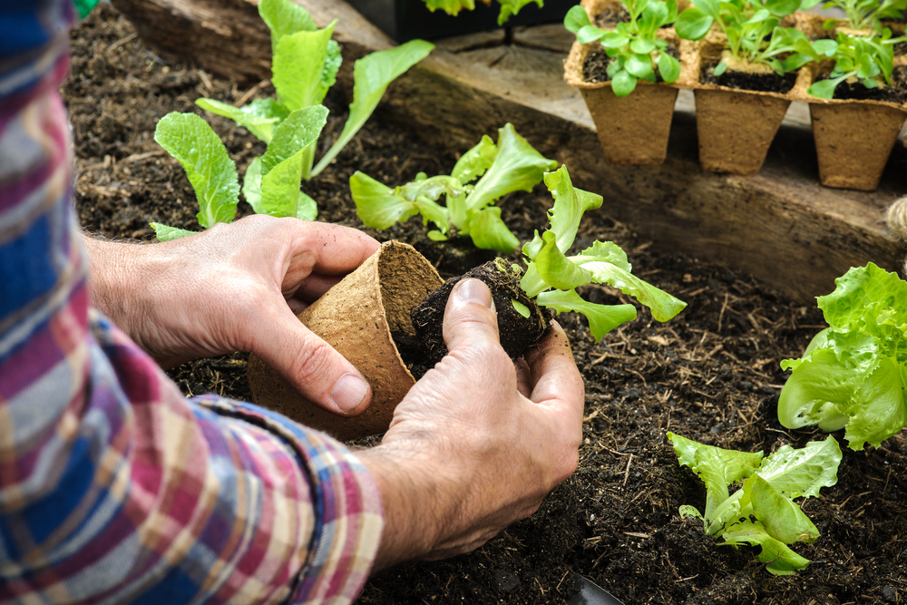 Preparing the garden soil