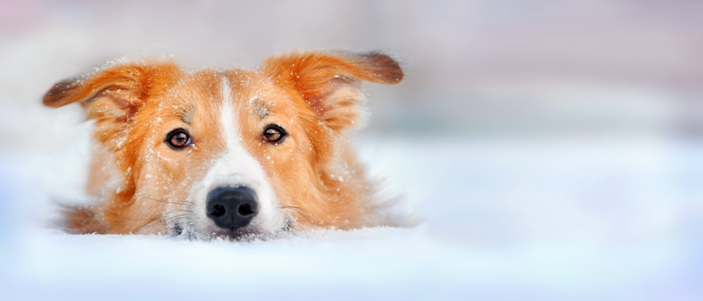 Pet safety in winter - Dog in snow