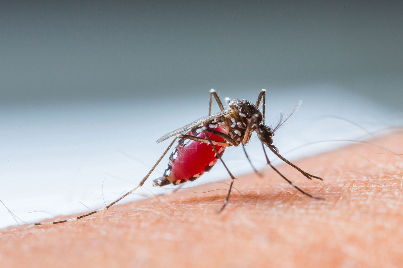 3 Steps to Help Minimize Mosquitoes