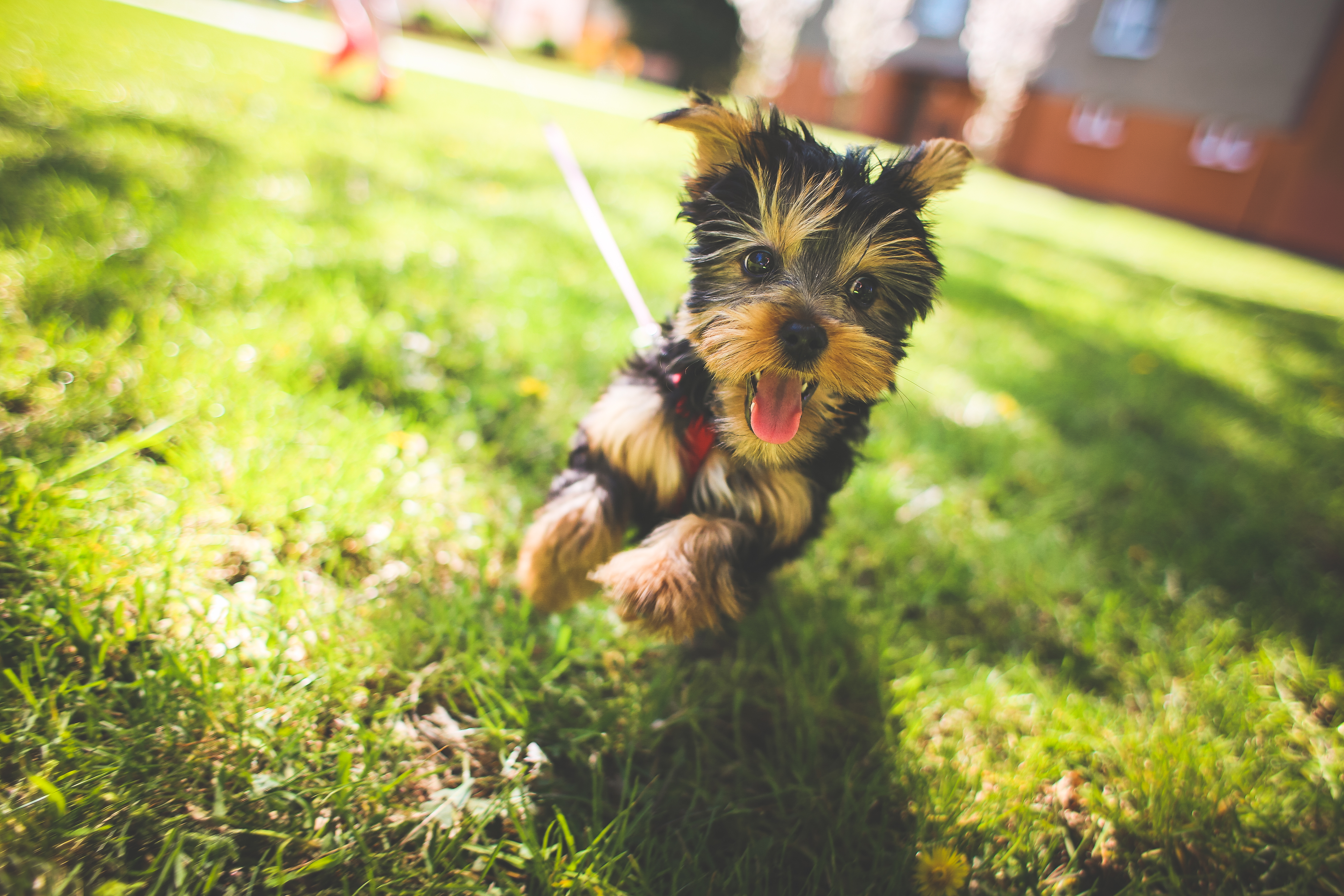 Pet Friendly Plants - Ginger & Co. Pet Friendly Plants - Ginger & Co.