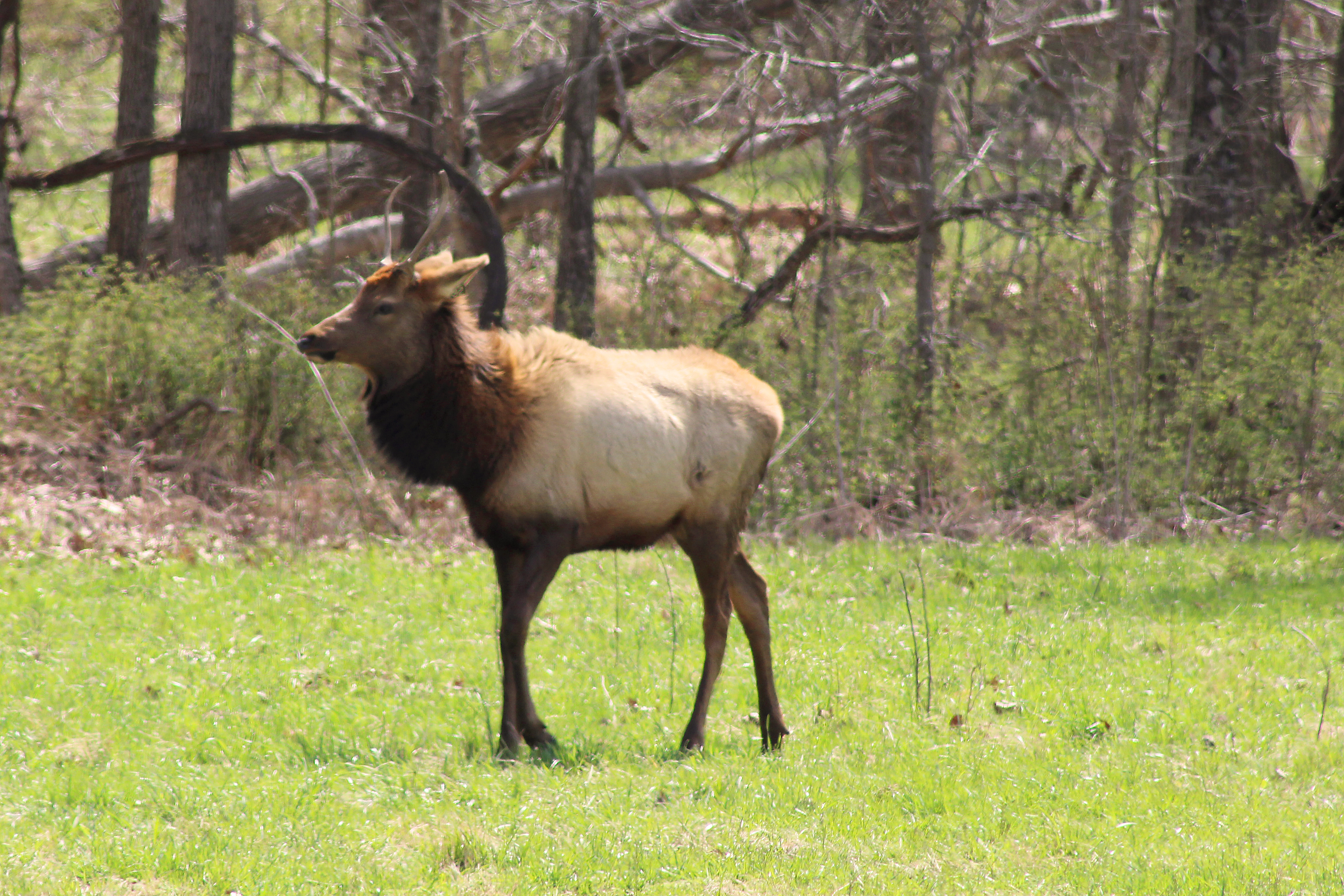 Land Between the Lakes | Elk & Bison Prairie | Kentucky Lake & Lake Barkley