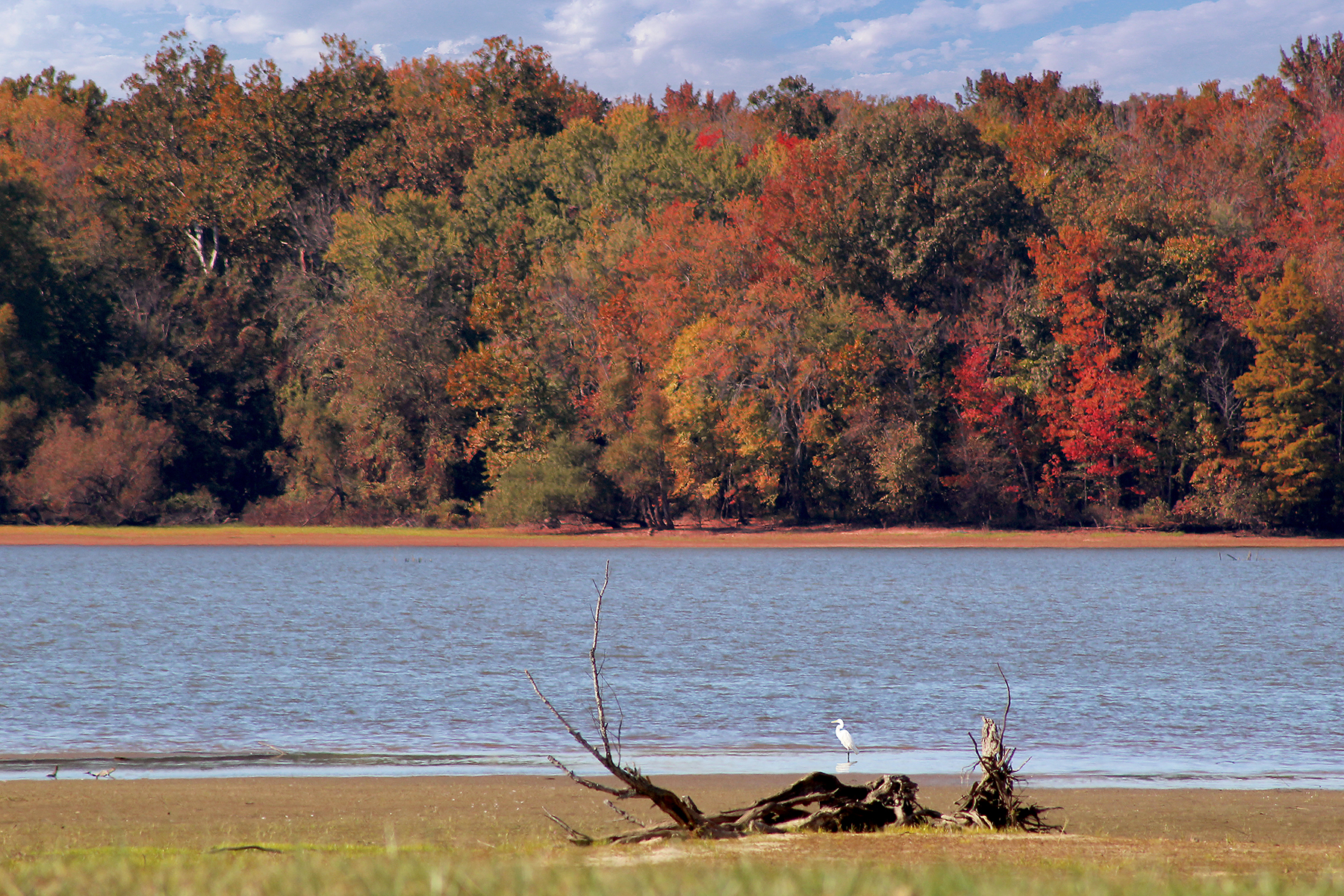 Heron on Kentucky Lake - Pirate's Cove