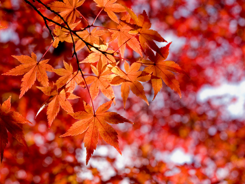 City of Bozeman Fall Leaf Pick Up Schedule for 2023