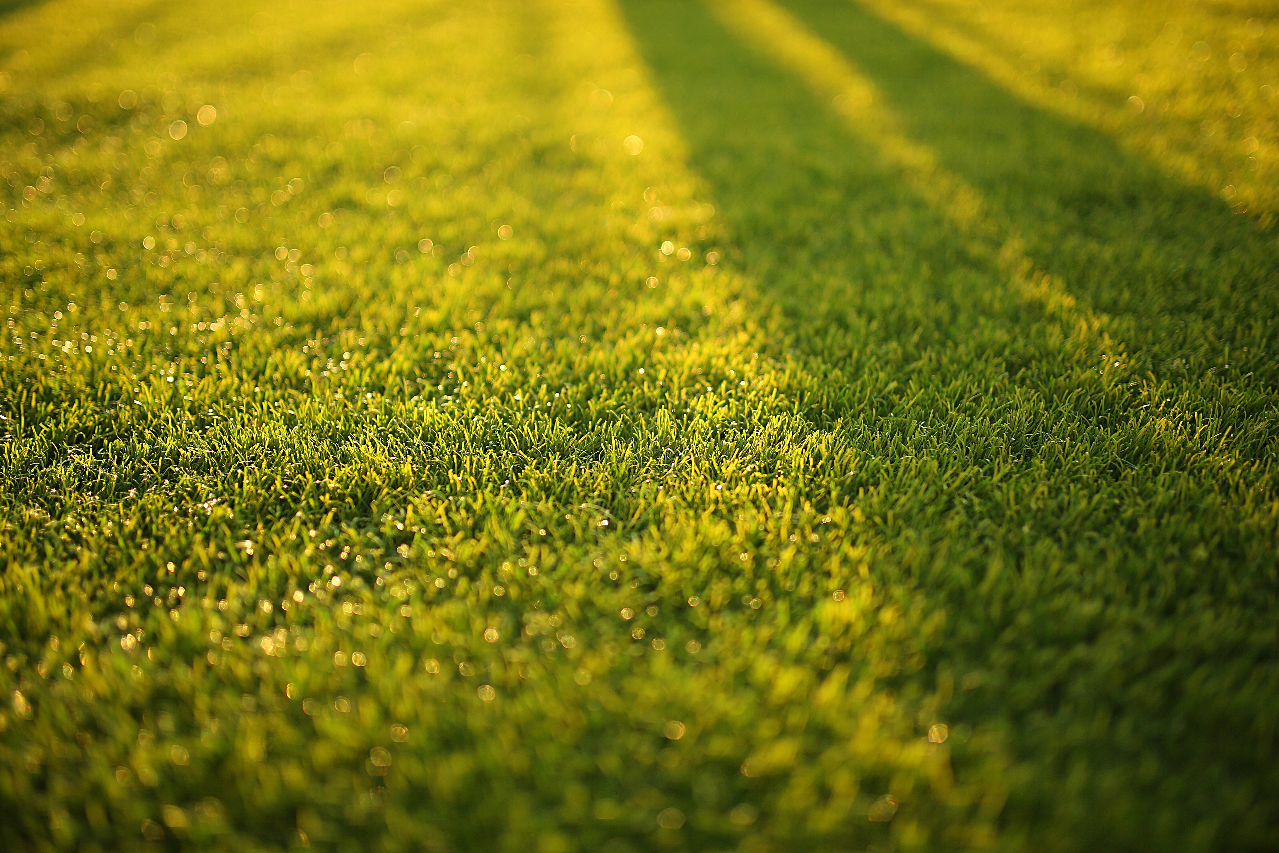 The 10 Best Lawn Maintenance Projects Based On How Much Time You Have