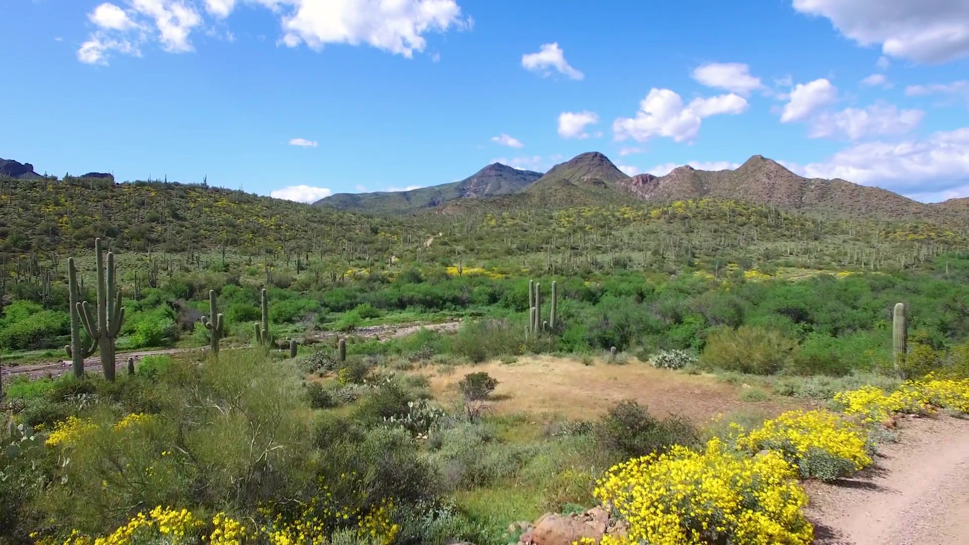Saguaros and wildflowers in the desert near Cave Creek