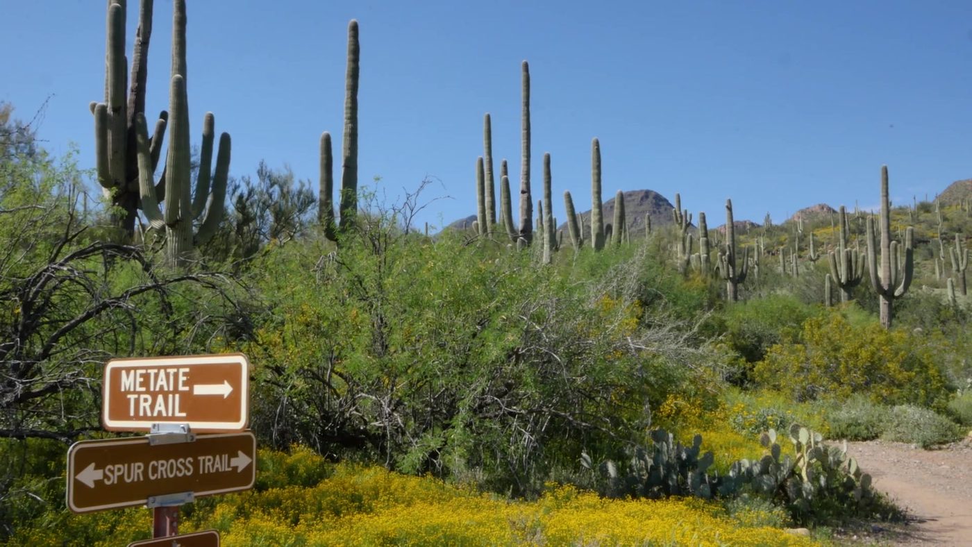Metate Trail and Spur Cross Trail signs among saguaros