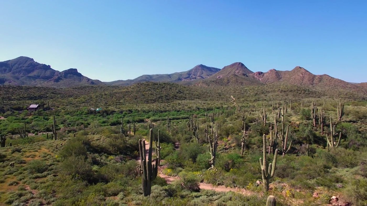 Saguaro-covered Sonoran Desert near Cave Creek with mountains on the horizon