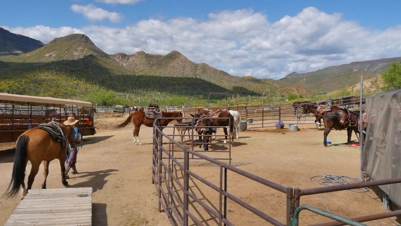 Horses in the corral at a Cave Creek stable below the mountains
