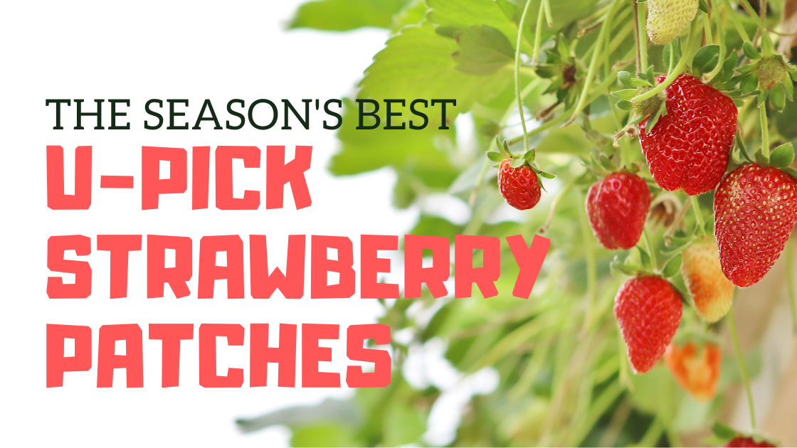 The Season’s Best Strawberry Farms