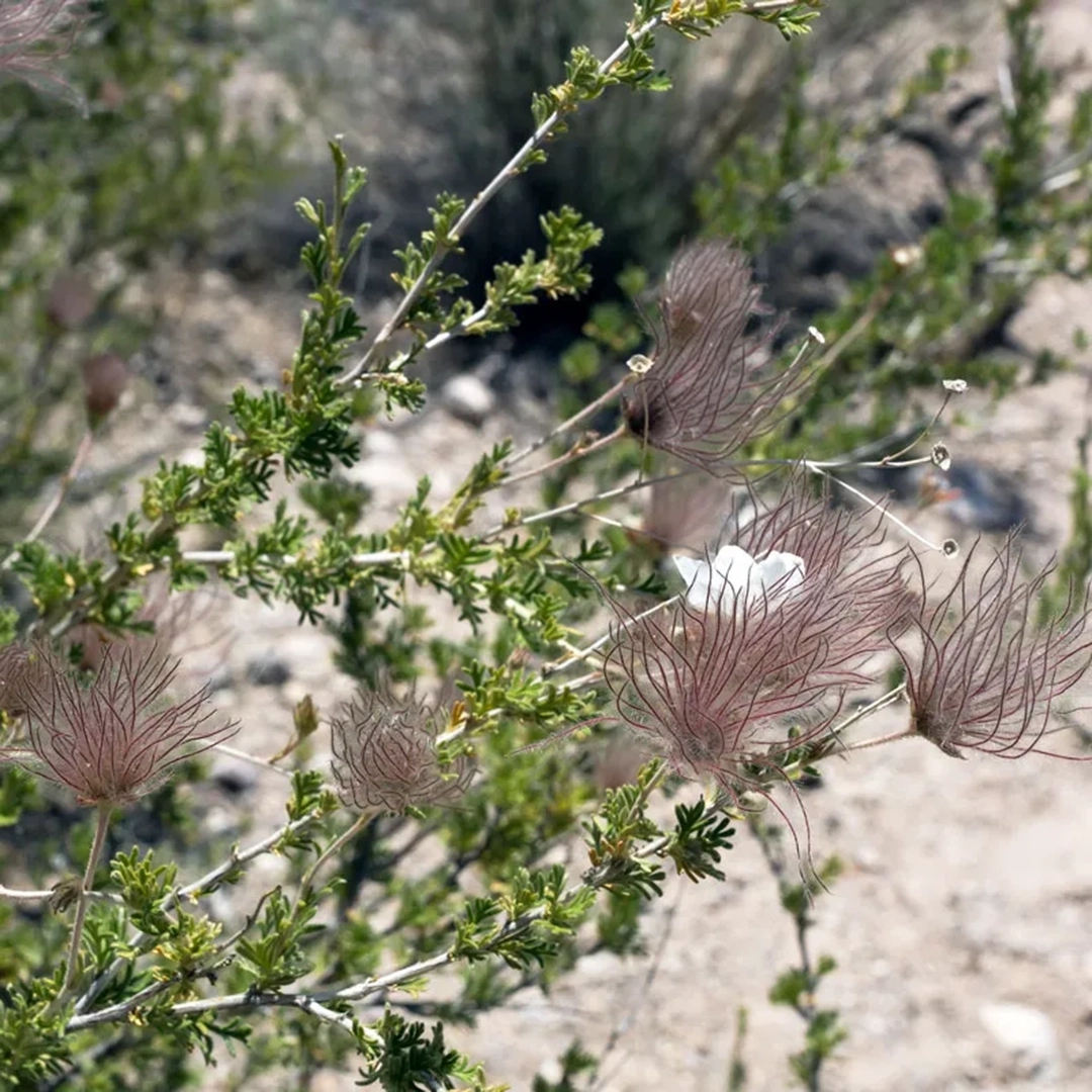a pink fluffy plant with small white flowers