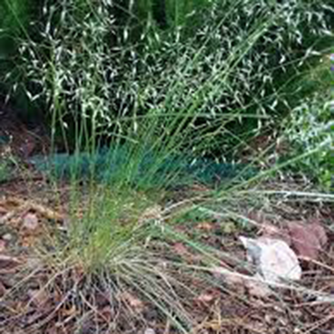 a delicate grass with small seed heads